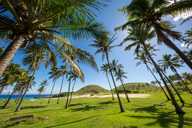 Palm trees are a distinctive feature of Easter Island's landscape, adding to its tropical allure. Though not native to the island, these trees were introduced by settlers and have since become an integral part of its environment. Palm trees dot the coastline, offering shade and scenic beauty to the island's visitors. Their swaying fronds against the backdrop of the Pacific Ocean contribute to the island's idyllic and tranquil ambiance, making them a cherished element of Easter Island's natural scenery.