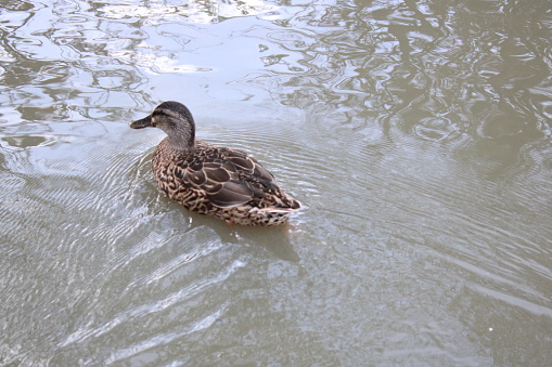 Mallard duck swimming in water