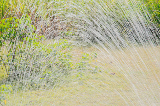 Gosforth Park Nature ReserveA dense field of tall pampas grass (Cortaderia selloana) with feathery white plumes bends and sways gently in the breeze, captured with motion blur to convey movement. The stalks rise in clusters against a soft beige and tan background, evoking a serene, natural landscape in autumn. No people are present, focusing on the organic textures and subtle colors of the grasses under diffused daylight. This image suits commercial uses such as backgrounds for environmental reports, nature documentaries, wellness and relaxation content, seasonal autumn visuals, or editorial pieces on ecology and wildlife habitats in wetlands or meadows.