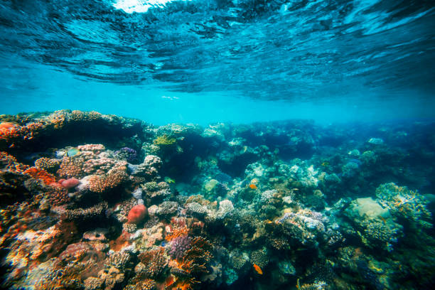 istock a Underwater coral reef on the red sea 2047762390