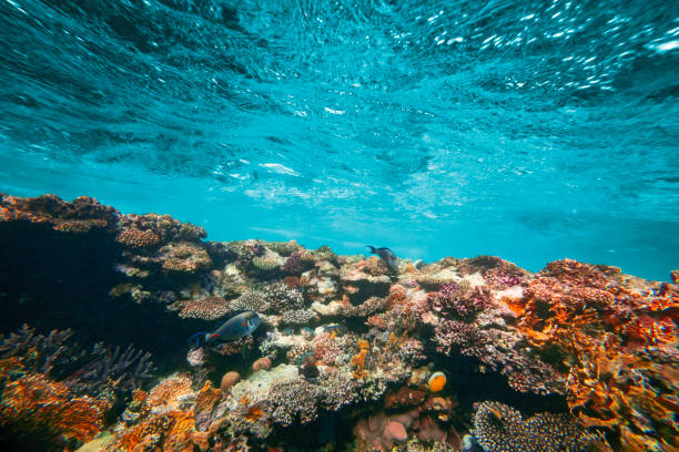 istock a Underwater coral reef on the red sea 2047764539