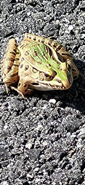 istock Beautiful green frog (toad) in the sunshine 2047765629