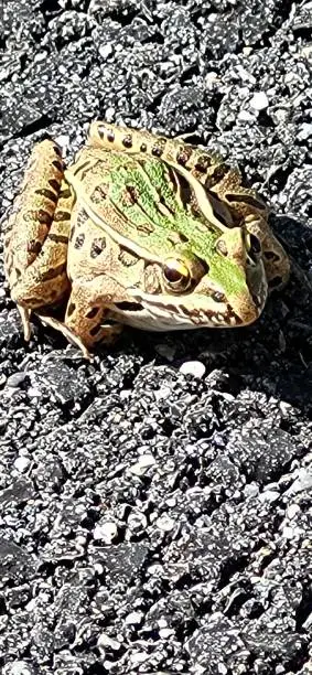 Photo of Beautiful green frog (toad) in the sunshine