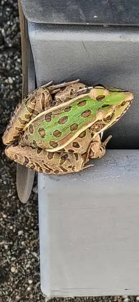 Photo of Beautiful green frog (toad) in the sunshine