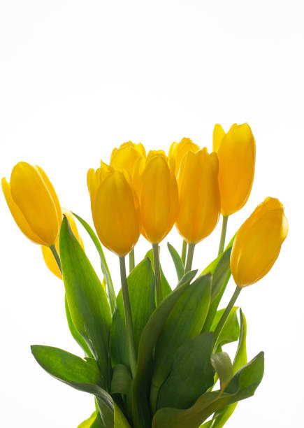 A fresh bouquet of yellow tulips backlit with sunshine, giving a vibrant and joyful vibe to the image
