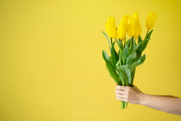 istock Hand holding yellow tulips bouquet on yellow 2047771509