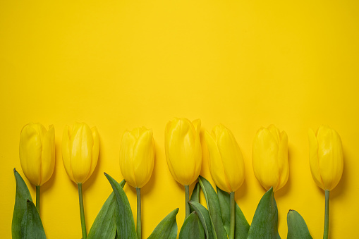 A neatly arranged row of yellow tulips on a matching yellow background provides a harmonious, monochromatic look