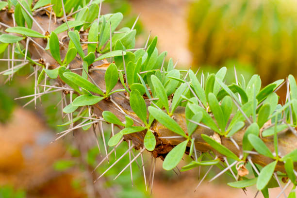 istock Didierea trollii, rare succulent species 2047781233