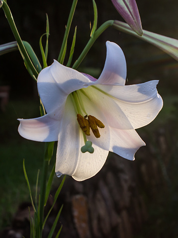 View of the white flower of the Formosa Lily, Lilium formasanum, seemingly glowing in the late afternoon sun, in Magoebaskloof, South Africa. These spectacular lilies are indigenous to Taiwan and is considered an invasive weed in South Africa.