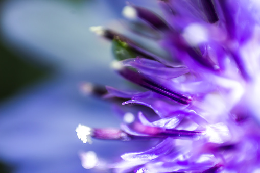 Extreme close-up of the flowers of a purplish blue cornflower, Centaurea Cyanus,