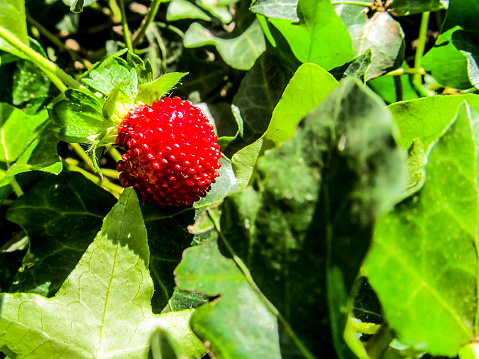 The scarlet fruit of a mock strawberry, Potentilla Indica, surrounded by the foliage of other plants in a woodland garden. The Mock strawberry, part of the rose family, looks like a strawberry but has almost no taste. It is wildly cultivated as an ornamental garden plant as well as for its medicinal properties.