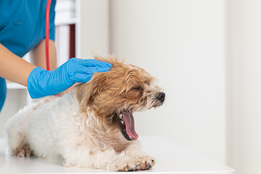 Veterinarians are performing annual check ups on dogs to look for possible illnesses and treat them quickly to ensure the pet's health. veterinarian is examining dog in veterinary clinic for treatment