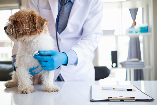 Veterinarians are performing annual check ups on dogs to look for possible illnesses and treat them quickly to ensure the pet's health. veterinarian is examining dog in veterinary clinic for treatment