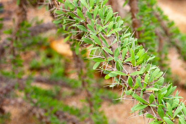 istock Didierea trollii, rare succulent species 2047793100
