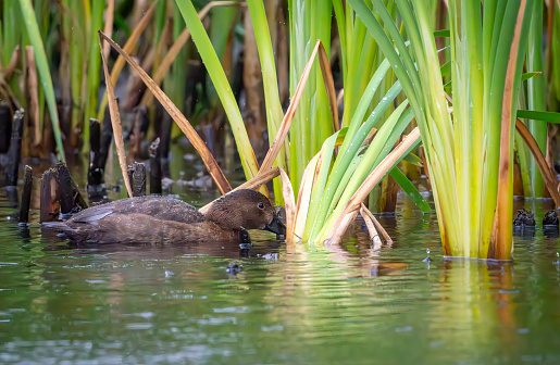 Female Pochard duck on a lake at Gosforth Park Nature Reserve foraging in the reed bed.