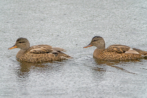 Female Gadwall ducks on a lake at Gosforth Park Nature Reserve.