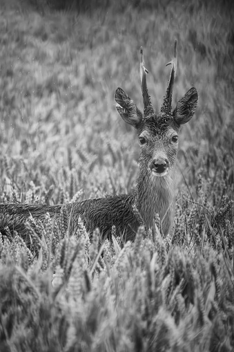 Roe deer buck on a very wet summer day in a wheat field near Gosforth Park Nature Reserve.