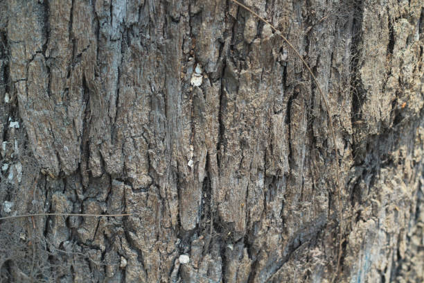 Free picture: Close-up of damage on tree trunk splinted by hurricane wind
