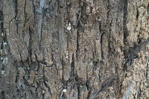 Green moss growing on a tree trunk showing a nice natural pattern and texture.