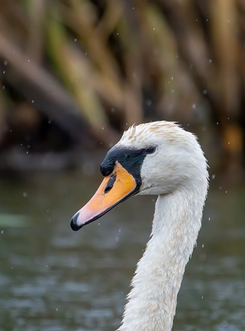 Mute Swan on a lake at Gosforth Park Nature Reserve.