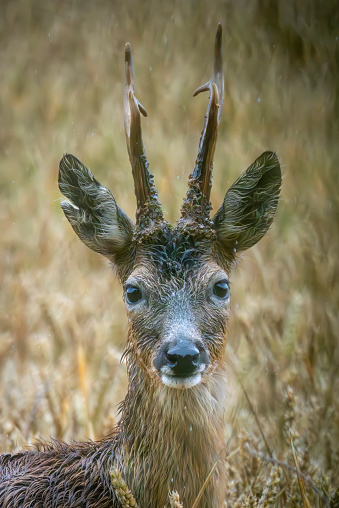 Roe deer buck on a very wet summer day in a wheat field near Gosforth Park Nature Reserve.