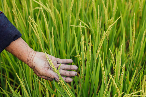 An unrecognisable Vietnamese woman's hand strokes through growing green rice plants. It is during the day and this is her place of work. Only from her elbow down can be seen.