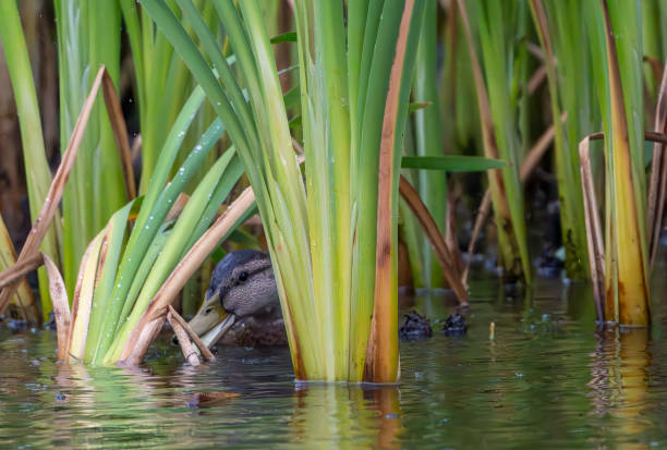 istock Female Pochard duck 2047803931