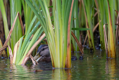 Female Pochard duck on a lake at Gosforth Park Nature Reserve foraging in the reed bed.
