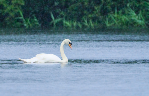 Mute Swan on a lake at Gosforth Park Nature Reserve.