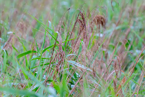 Reeds in the rain.