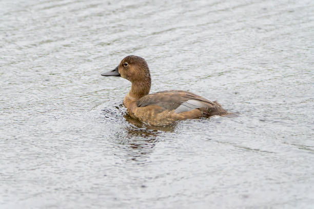 Female Pochard duck on a lake at Gosforth Park Nature Reserve.
