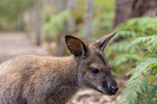 Short depth of field photo of kangaroo in the Australian outback