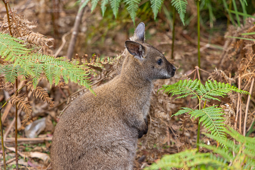 Joey being comfortable in its mother’s pouch. The Western Grey Kangaroos are commonly found in southern part of Australia.