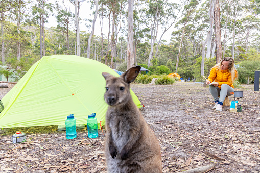 Amidst the serenity of the campsite, a young woman finds solace in nature. As she unwinds, a curious wallaby approaches, adding a touch of enchantment to her tranquil retreat. The gentle encounter between human and wildlife captures the essence of peaceful coexistence in the great outdoors.