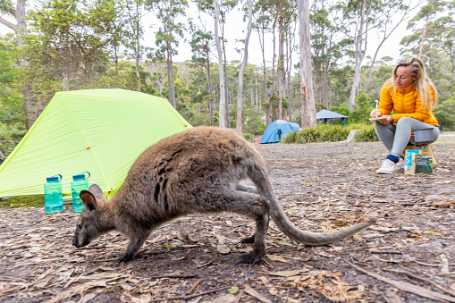 Amidst the serenity of the campsite, a young woman finds solace in nature. As she unwinds, a curious wallaby approaches, adding a touch of enchantment to her tranquil retreat. The gentle encounter between human and wildlife captures the essence of peaceful coexistence in the great outdoors.
