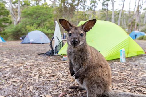 Tasmanian Tranquility: A Captivating Portrait of a Wallaby in the Wilderness