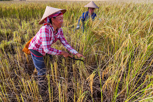 Laotian women, wearing traditional Asian style conical hat, harvesting rice in Northern Laos