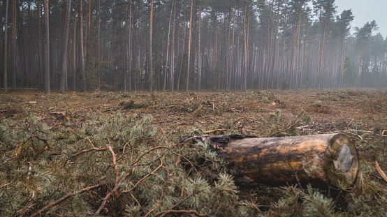 forest clearing, peat bog, view of cut down trees in a coniferous and deciduous forest in the morning on a foggy spring day, safe earth ecology, fauna, flora, greenery