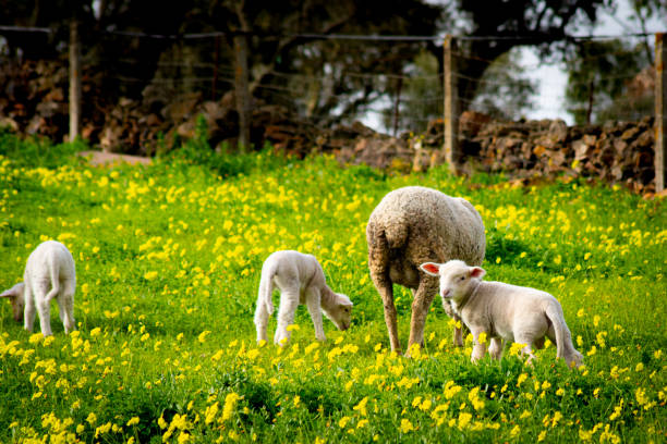 istock A family of sheep 2047835771