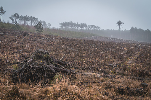 forest clearing, peat bog, view of cut down trees in a coniferous and deciduous forest in the morning on a foggy spring day, safe earth ecology, fauna, flora, greenery, forest industry