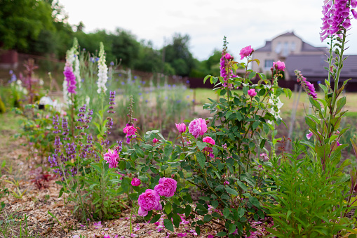 Rose border. Flowers blooming in summer garden . Pink, purple, white foxgloves, salvia and lavender. English Mary rose in blossom