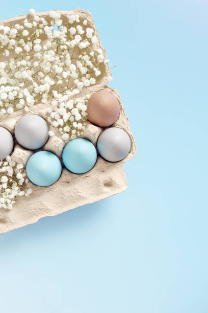 istock Pastel Easter Eggs with white Flowers in Carton box on Blue Background, top view chicken egg painted sky blue, beige colors. Easter celebration concept. Festive food, minimal still life holiday 2047852644