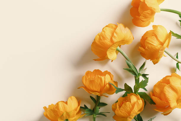 Minimal top view seasonal styling frame from delicate small flower peony orange colored on beige background, nature design flat lay spring summer season card, natural blossoming blooms, copy space