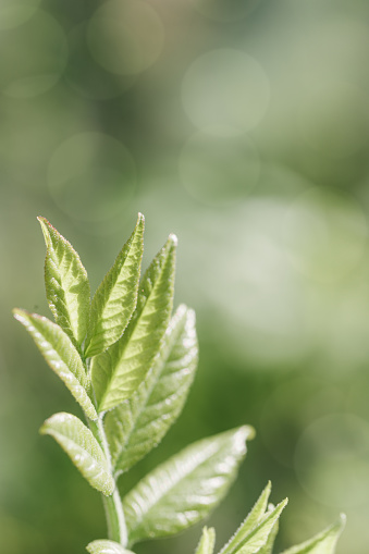 Young Green Maple Leaves at Sunlight, green monochrome colored spring natural pattern, outdoors nature minimal scenery, view of new leaf growth, textured spring foliage, blurred backgrond with bokeh