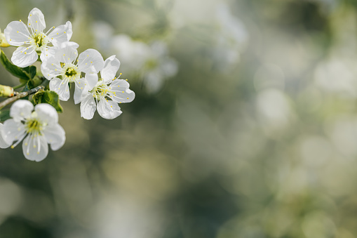White apple flowers on nature blur bokeh background with copy space, springtime scenery with blooming branch tree close up, earth tones, minimal style flowery backdrop banner with natural sunlight