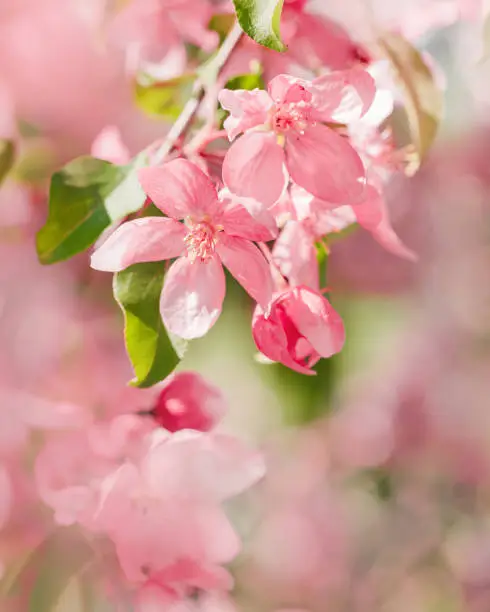 Blossoming Pink Apple Tree in Springtime, vibrant close-up texture of apple blossoms in full bloom, beautiful aesthetic flowers on tree, Delicate blooms in soft pink hues, selective focus