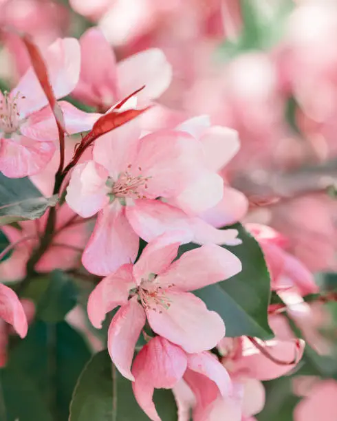 Beautiful apple tree branch at sunlight, spring blooming pink red flowers on blurred bokeh background, Aesthetic nature scenic photo, close up fresh blooms at springtime, seasonal flowering garden