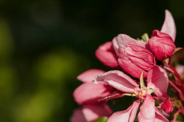 Blossoming Pink Apple Tree in Springtime, vibrant close-up texture of apple blossoms in full bloom, beautiful aesthetic flowers on tree, Delicate blooms on dark background, selective focus, copy space