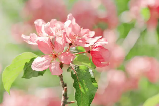 Beautiful apple tree branch at sunlight, spring blooming pink red flowers on blurred bokeh background, Aesthetic nature scenic photo, close up fresh blooms at springtime, seasonal flowering garden