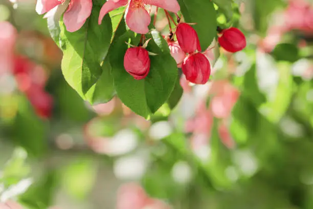 Blooming branch of Apple Tree in Spring, Pink flowers with tender petals close-up on soft-focus blurred background, copy space gentle beauty of sping season flowers, macro nature floral photo